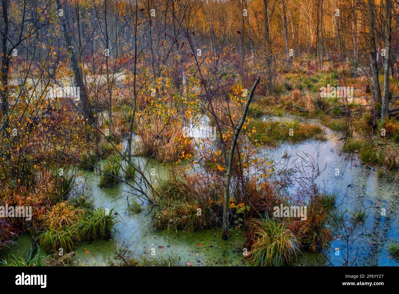 Herbstliches Feuchtgebiet im West Bloomfield Nature Preserve, Michigan Stockfoto