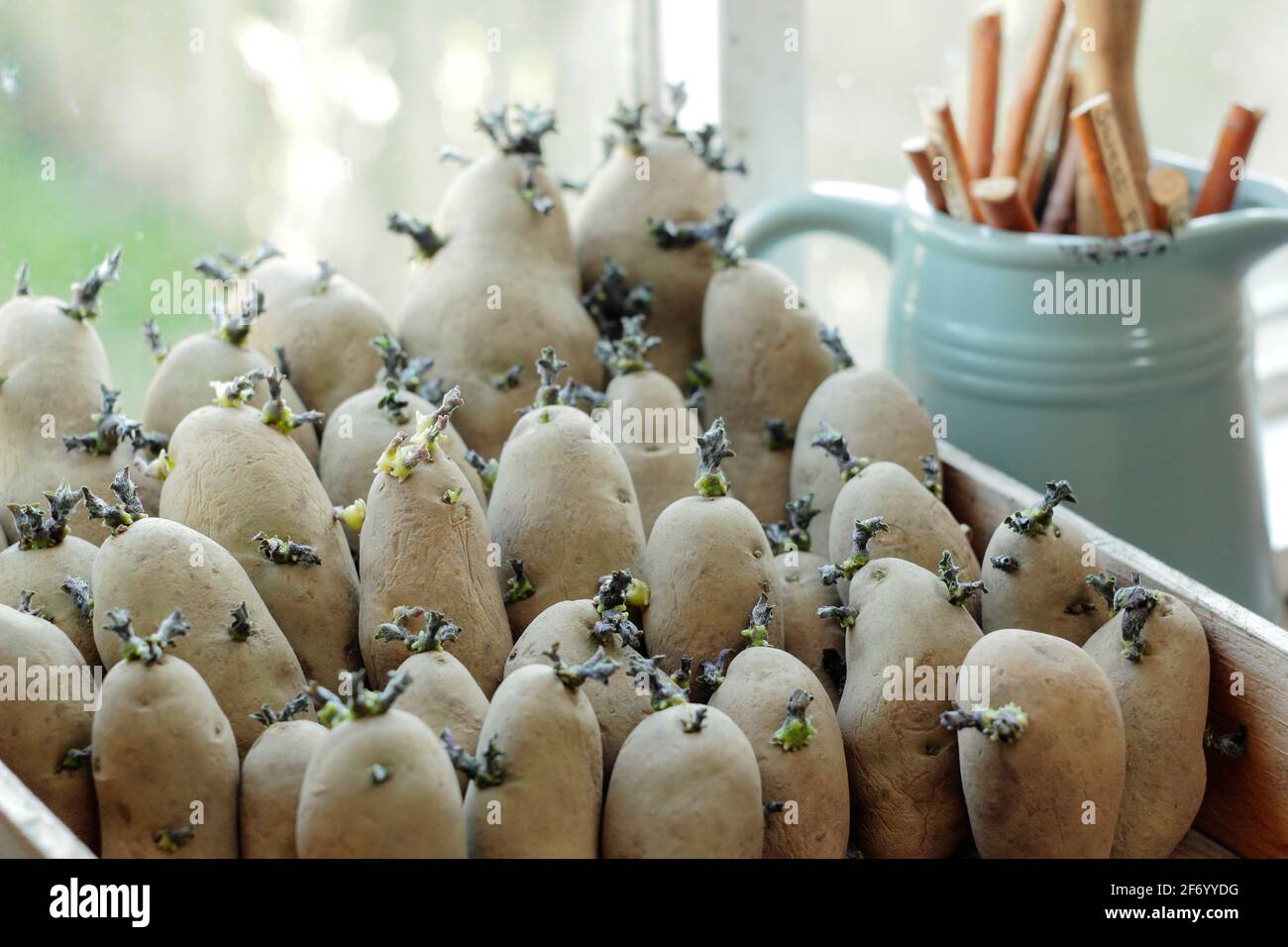 Im Frühjahr auf einer warmen Fensterbank kitzeln. Solanum tuberosum 'Ratte' potatoesUK. Stockfoto