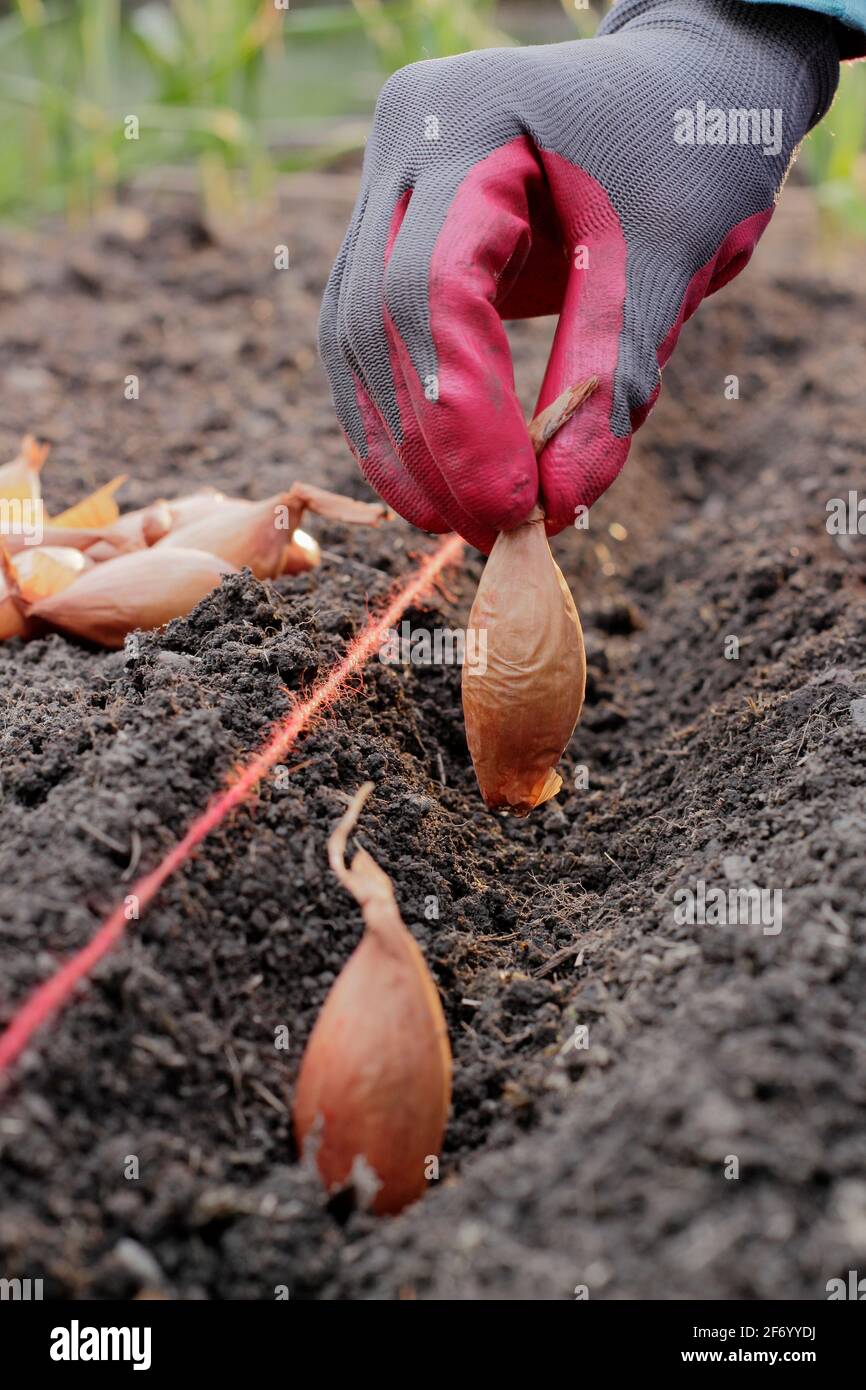 Frau, die Schalotten pflanzt. Direkte Aussaat einer Reihe von „Longor“-Bananenhalsen in einem Gemüsegarten. VEREINIGTES KÖNIGREICH Stockfoto