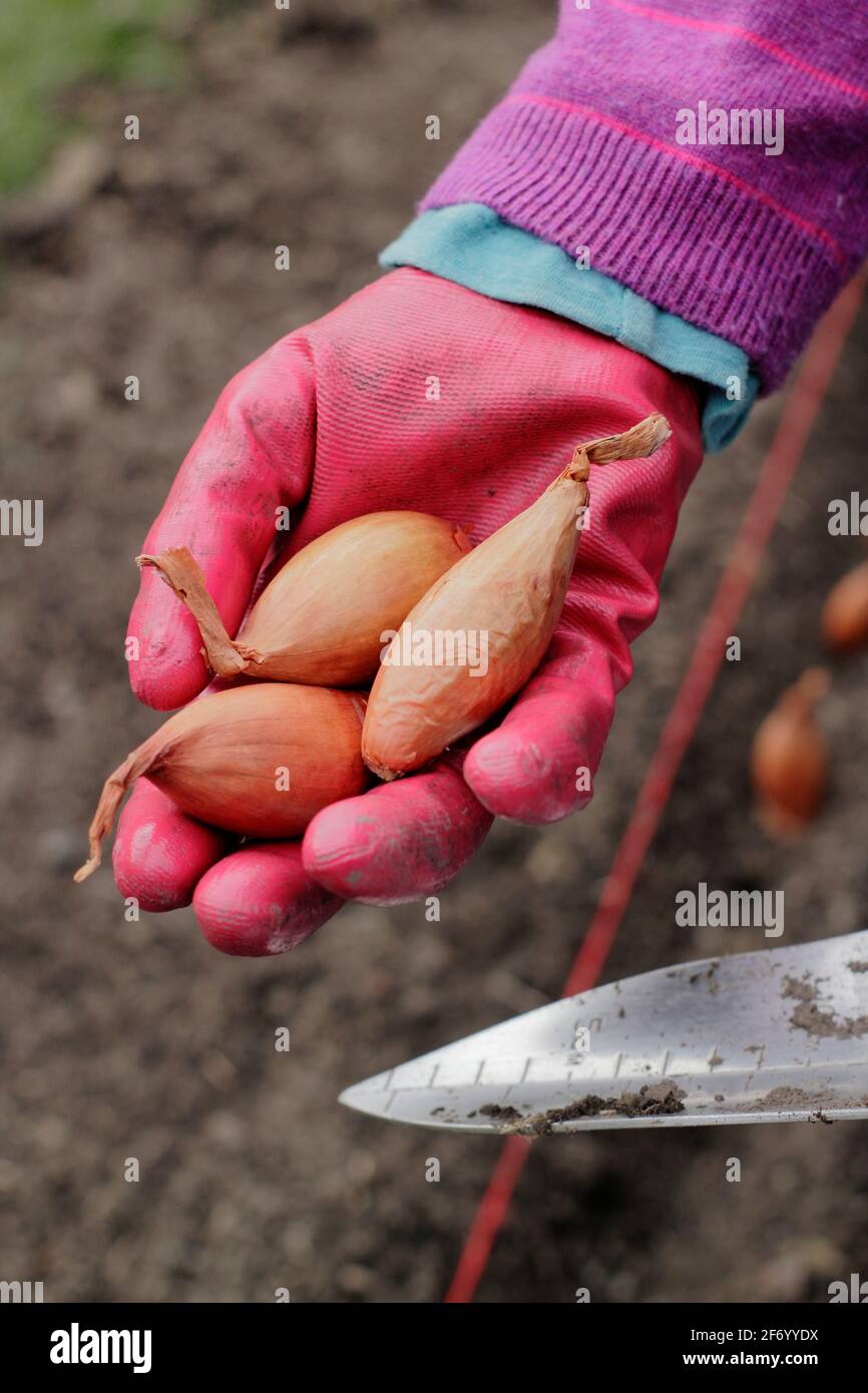 Frau, die Schalotten pflanzt. Direkte Aussaat einer Reihe von „Longor“-Bananenhalsen in einem Gemüsegarten. VEREINIGTES KÖNIGREICH Stockfoto