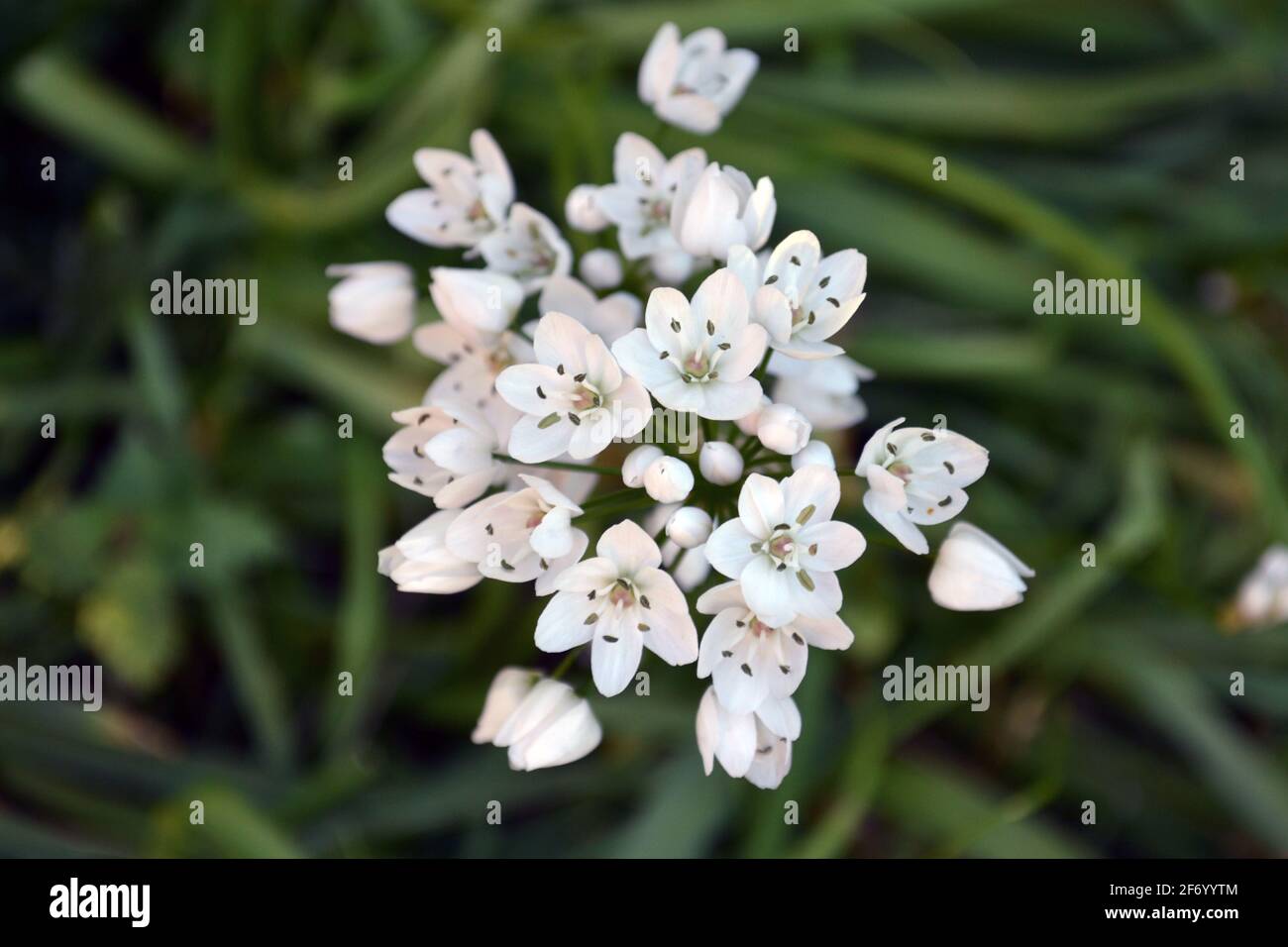 Allium ursinum, bekannt als wilder Knoblauch, Ramsons, Buckramm, Knoblauch mit breitem Schaft, Knoblauch aus Holz, Bärlauch oder Bärlauch. Stockfoto