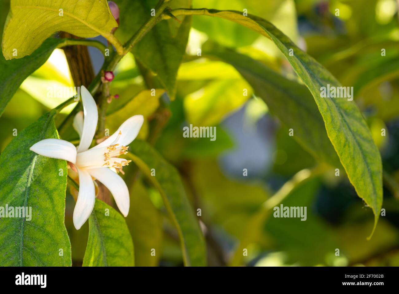 Weiße Orangenblüte blüht im sonnigen Obstgarten. Duftende Frühlingsblüten auf Orangenbaum, Nahaufnahme. Stockfoto