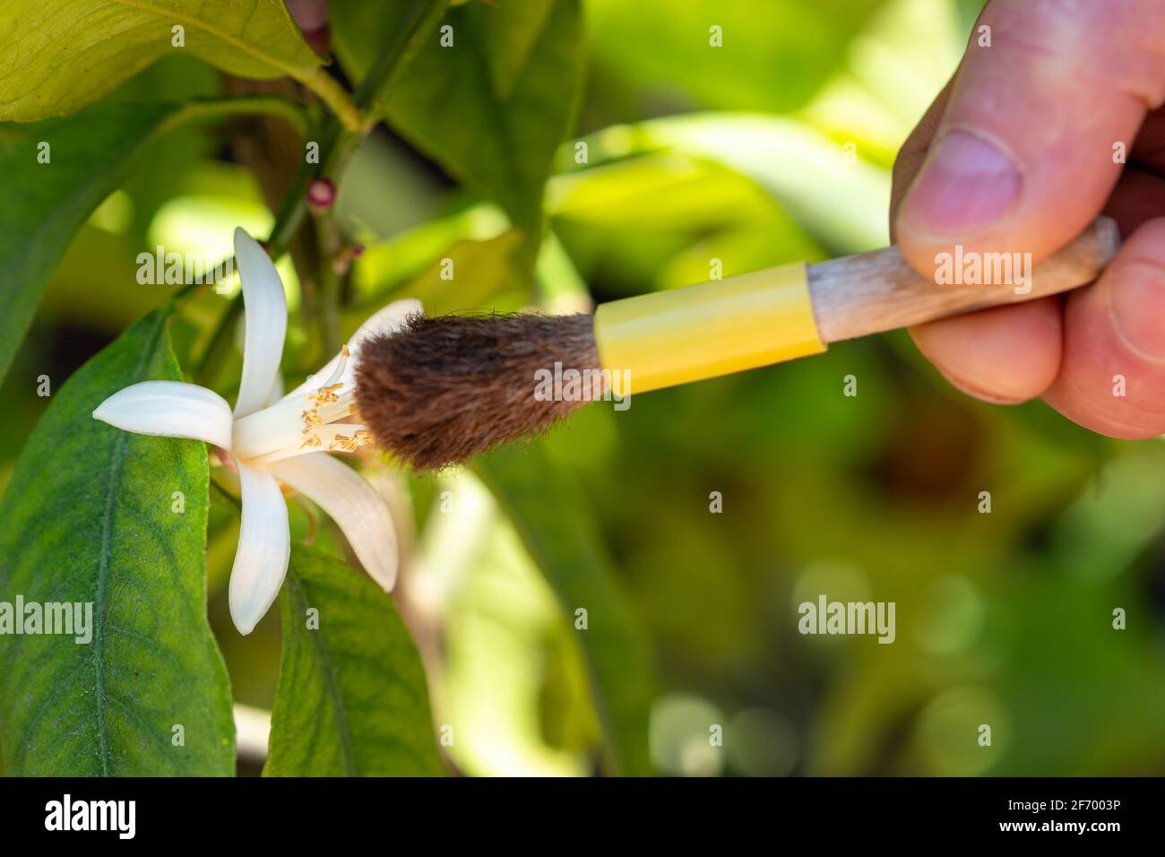 ficus lyrata knstlich Ficus Lyrata am Stamm | 150cm