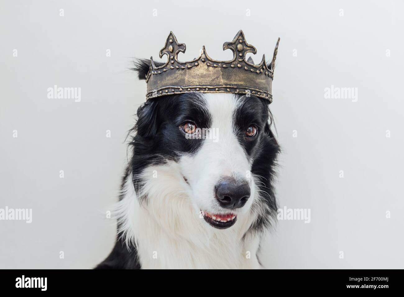 Niedlichen Welpen Hund mit lustigen Gesicht Grenze Collie trägt König Krone isoliert auf weißem Hintergrund. Lustiges Hundeportrait im königlichen Kostüm an Karneval oder hallo Stockfoto