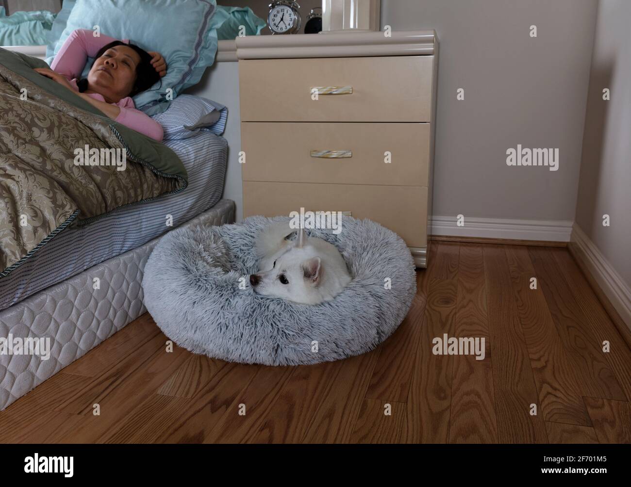 Familienhund bereitet sich darauf vor, mit Frau im Haustierbett zu schlafen Im Hintergrund schlafen Stockfoto