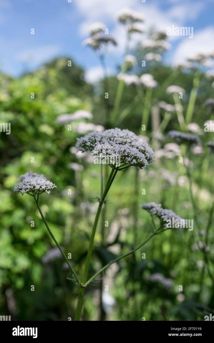 Baldrian-Blüten, die oft zur Behandlung von Schlaflosigkeit in der Kräutermedizin verwendet werden, im Sommer im Garten Stockfoto