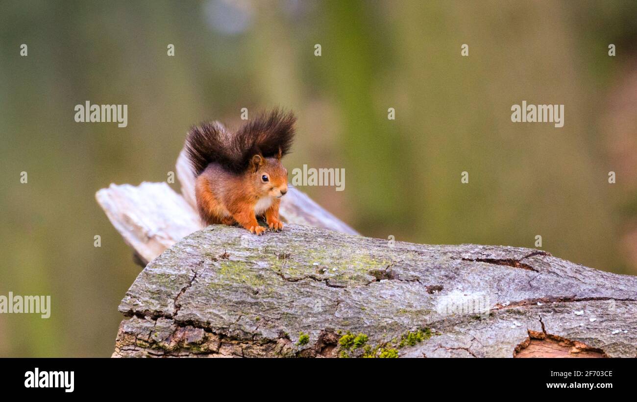 Haltern, NRW, Deutschland. April 2021. Ein kleines rotes Eichhörnchen (Sciurus vulgaris) sonnt sich in der warmen Nachmittagssonne auf einem Baumstamm im Wald bei Haltern in Nordrhein-Westfalen. Die Populationen der roten Eichhörnchen sind weltweit immer noch rückläufig und sind in den meisten europäischen Ländern eine geschützte Art. Kredit: Imageplotter/Alamy Live Nachrichten Stockfoto