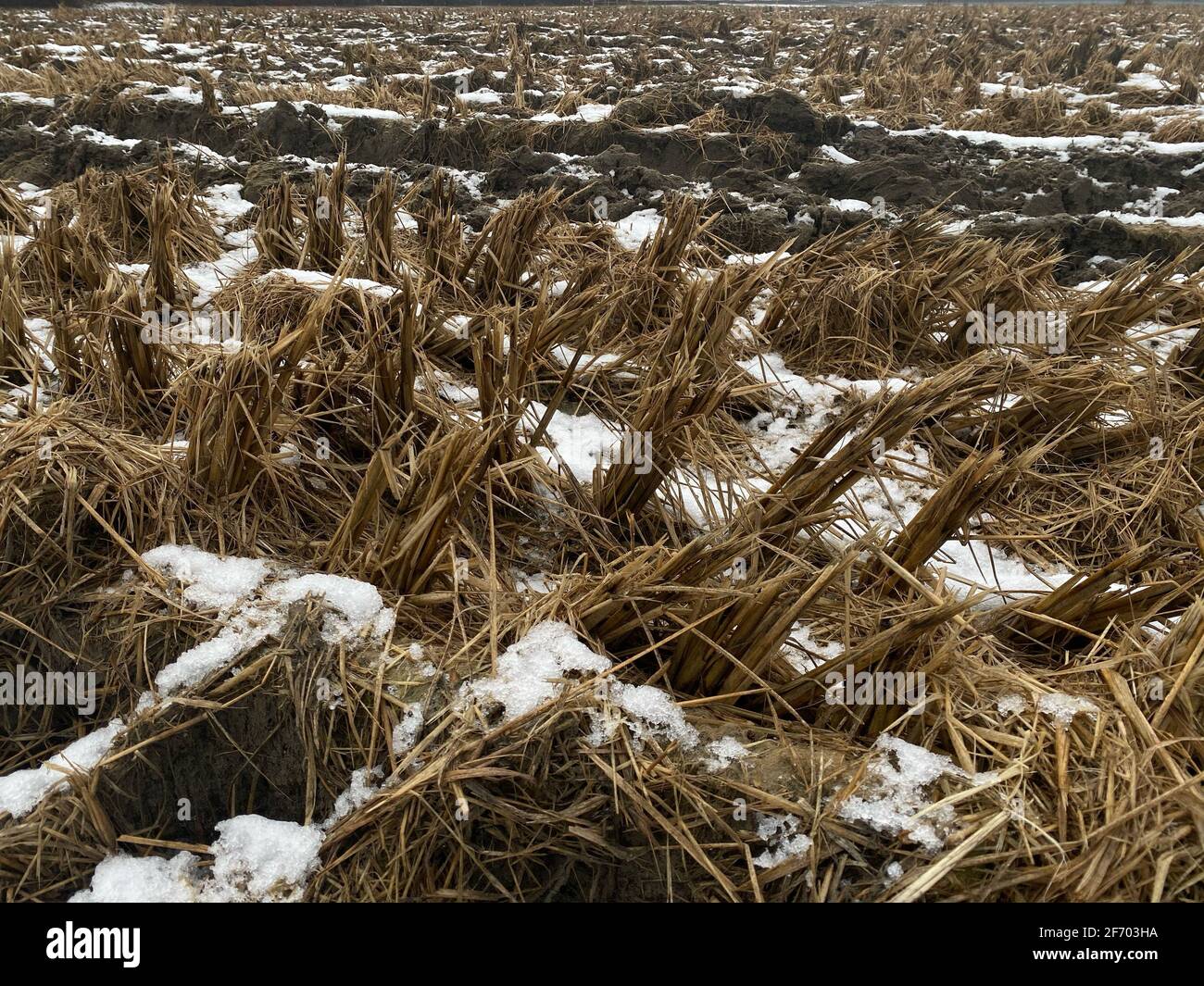 Nahaufnahme eines Reistestfeldes in Brugg Schweiz im Winter. Experimentieren Sie mit wachsenden Bedingungen . Stockfoto