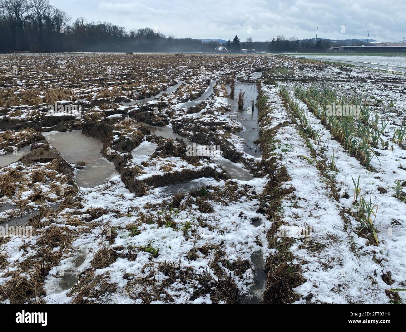 Testfeld von Reis in Brugg Schweiz im Winter. Experimentieren Sie mit wachsenden Bedingungen Stockfoto