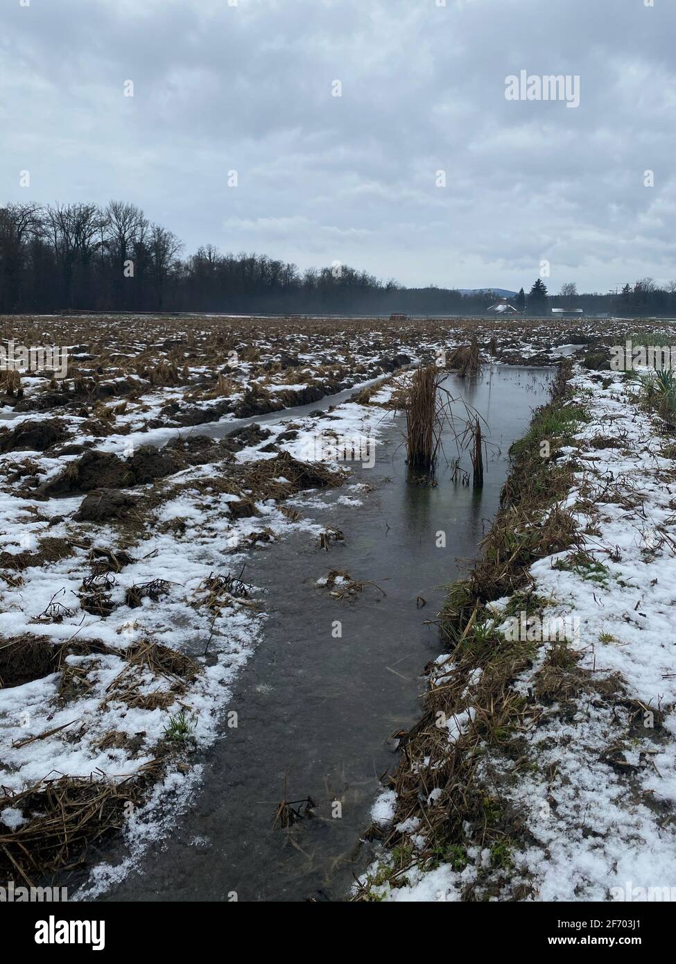 Testfeld von Reis in Brugg Schweiz im Winter. Experimentieren Sie mit wachsenden Bedingungen. Vertikales Foto. Stockfoto