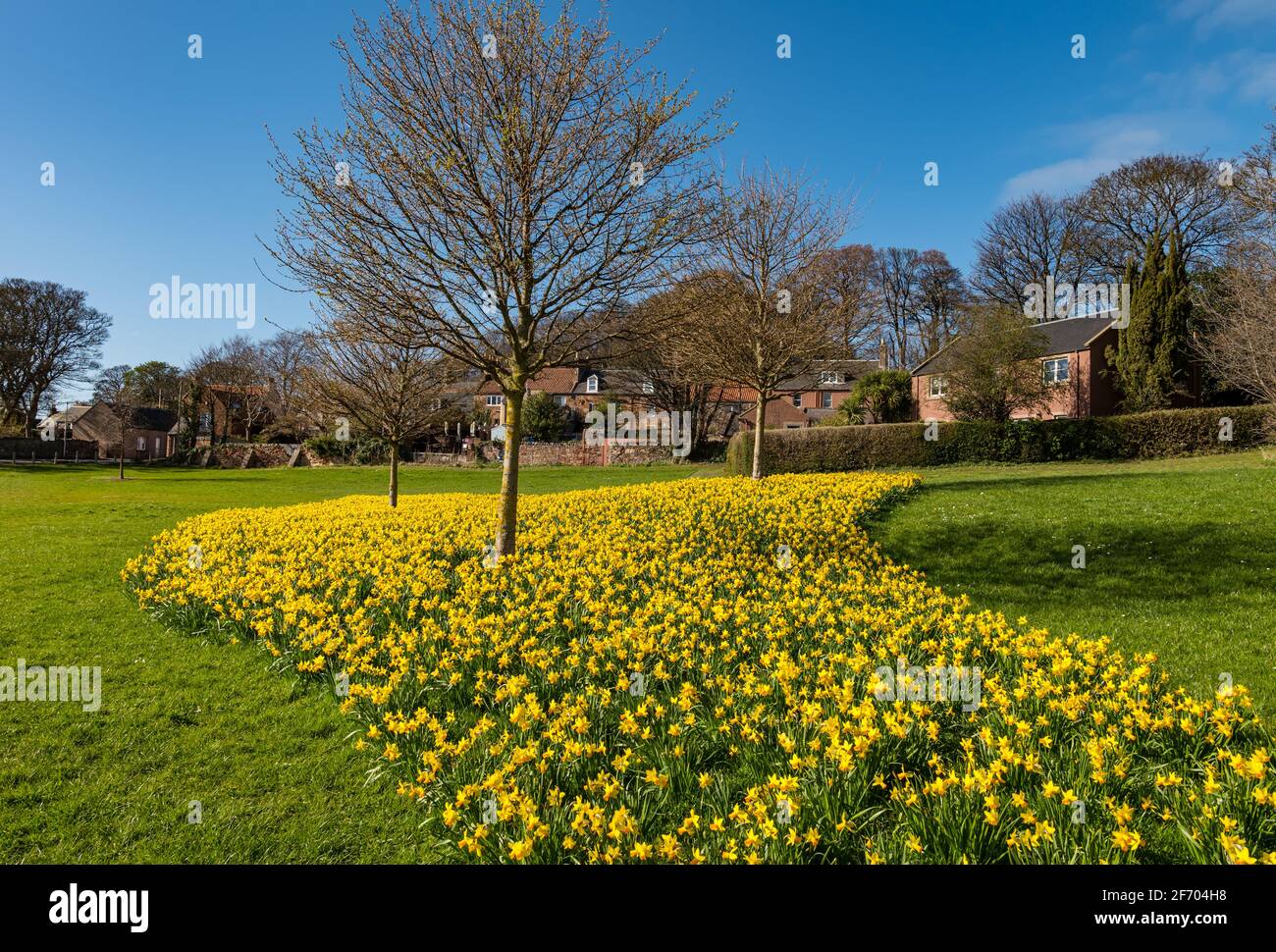 Bett aus gelben Narzissen im lokalen Park in Spring Sunshine, Dunbar, East Lothian, Schottland, Großbritannien Stockfoto