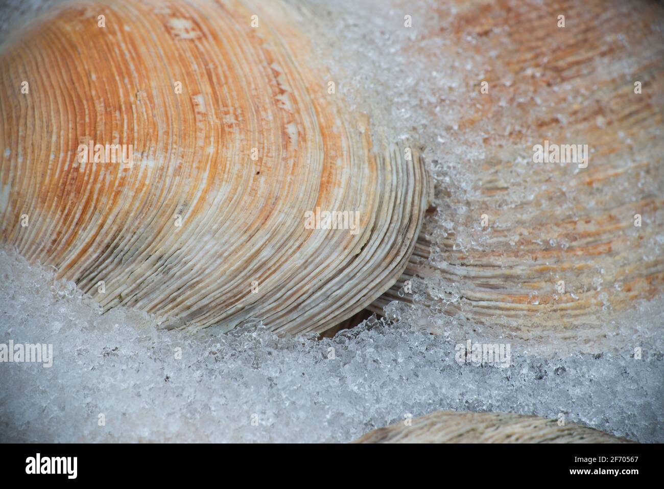 Weggeworfene Muschelschalen, die mit Schnee bedeckt sind. Stockfoto