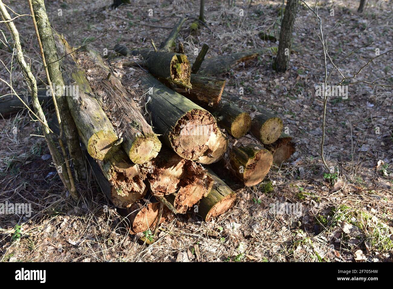 Alte verfaulte Baumstämme liegen auf dem Boden im wilden Wald zwischen den Bäumen. Stockfoto