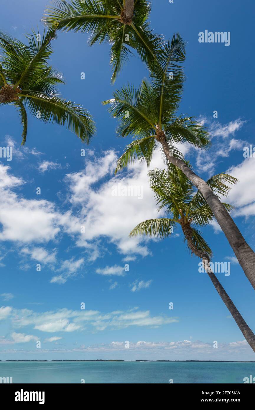 Blick auf mehrere Palmen, Key Largo Florida USA Stockfoto