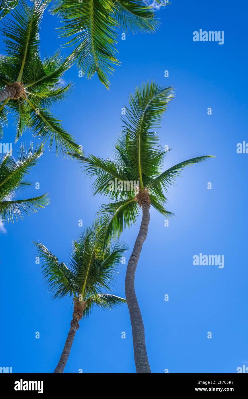 Blick auf mehrere Palmen, Key Largo Florida USA Stockfoto
