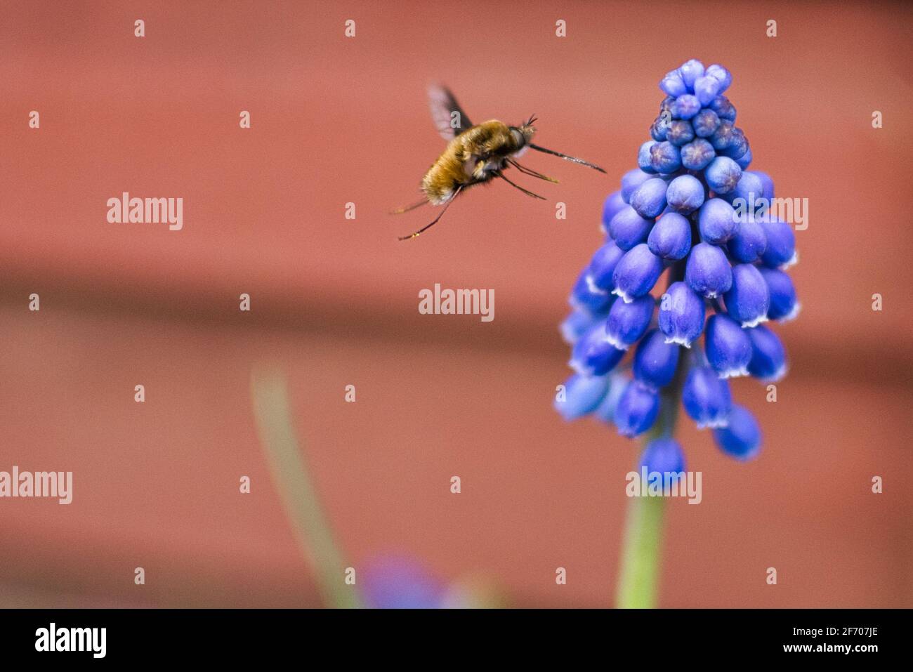 Biene während der Bestäubung. Stockfoto