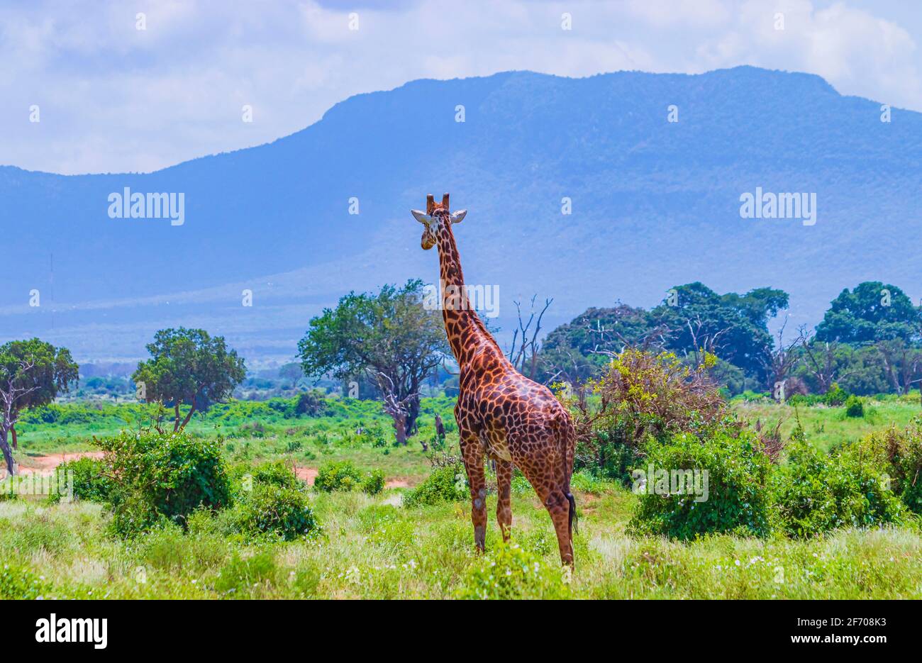 Giraffe steht im Tsavo East National Park, Kenia.Kilimanjaro ist im Hintergrund. Es ist ein wildes Lebensfoto. Es ist ein schöner Tag. Stockfoto