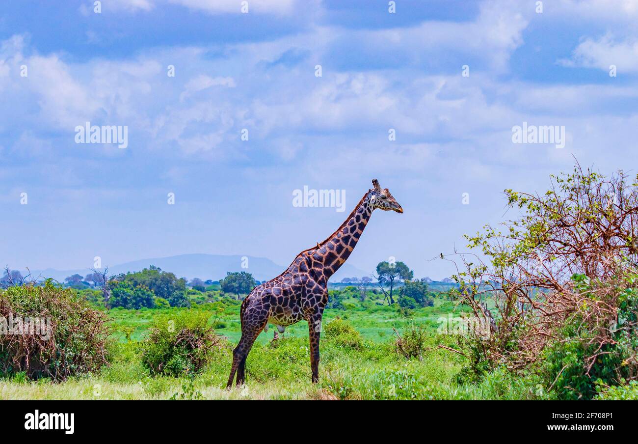 Dunkle Giraffe steht unter den Bäumen Tsavo East National Park, Kenia. Es ist ein wildes Lebensfoto. Es ist ein schöner Tag. Stockfoto