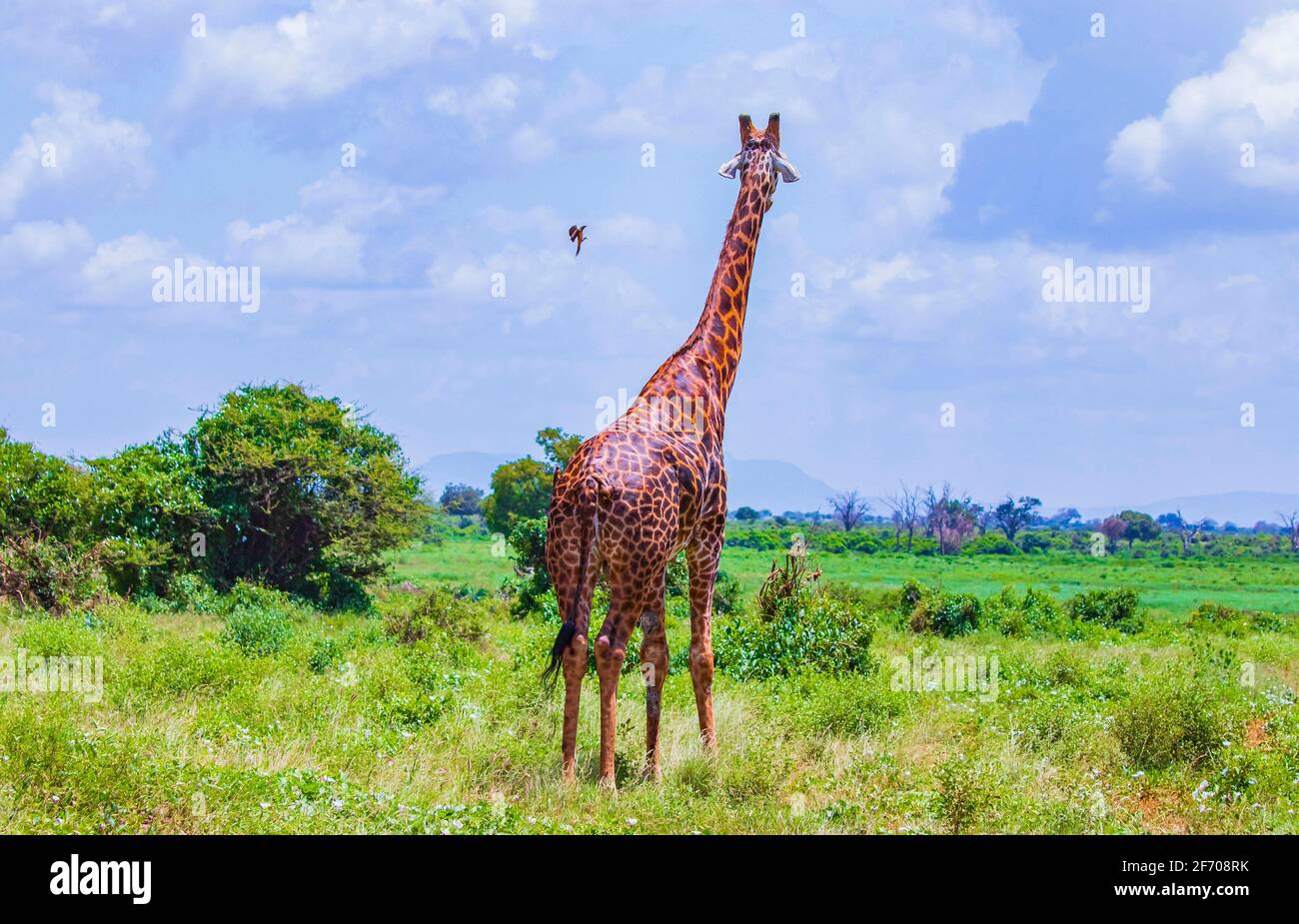 Giraffe im Tsavo East National Park, Kenia. Der Vogel fliegt auf einer Giraffe. Es ist ein wildes Lebensfoto. Es ist ein schöner Tag. Stockfoto