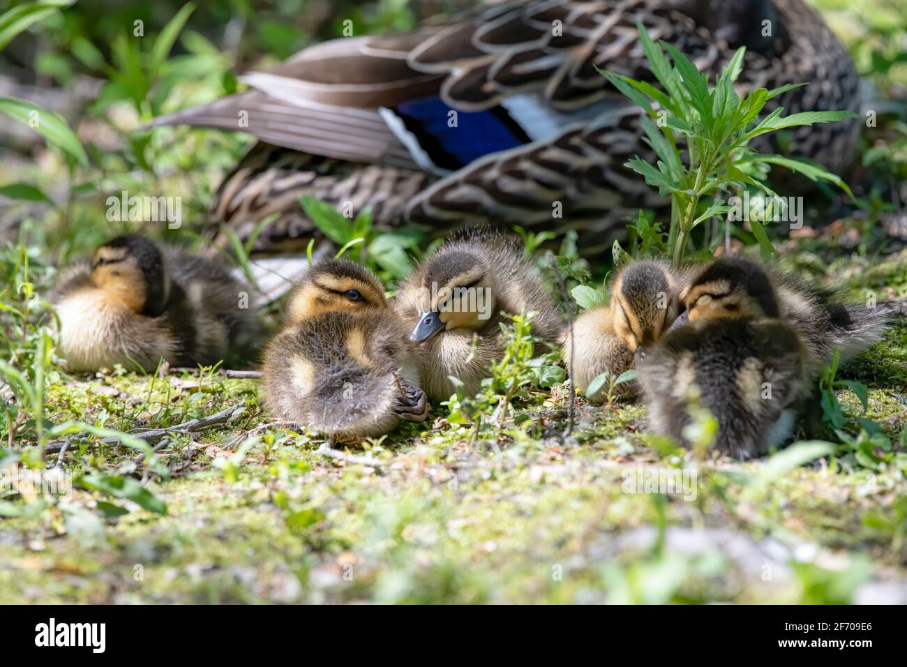 Sehr junge Stockenten, die auf einem grasbewachsenen Flussufer neben sich ruhen Ihre Mutter in Kanada Stockfoto