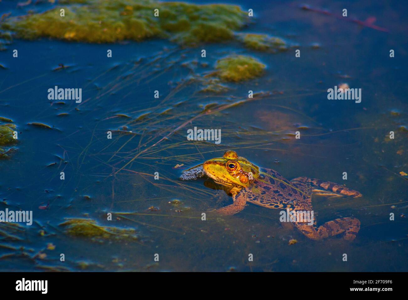 Levant Wasserfrosch in einem Teich Stockfoto