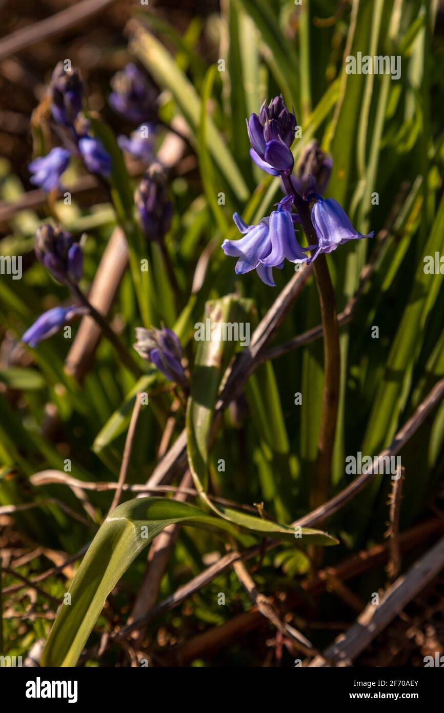 Bluebell blüht, Hyacinthoides non-scripta, im frühen Frühjahr Stockfoto