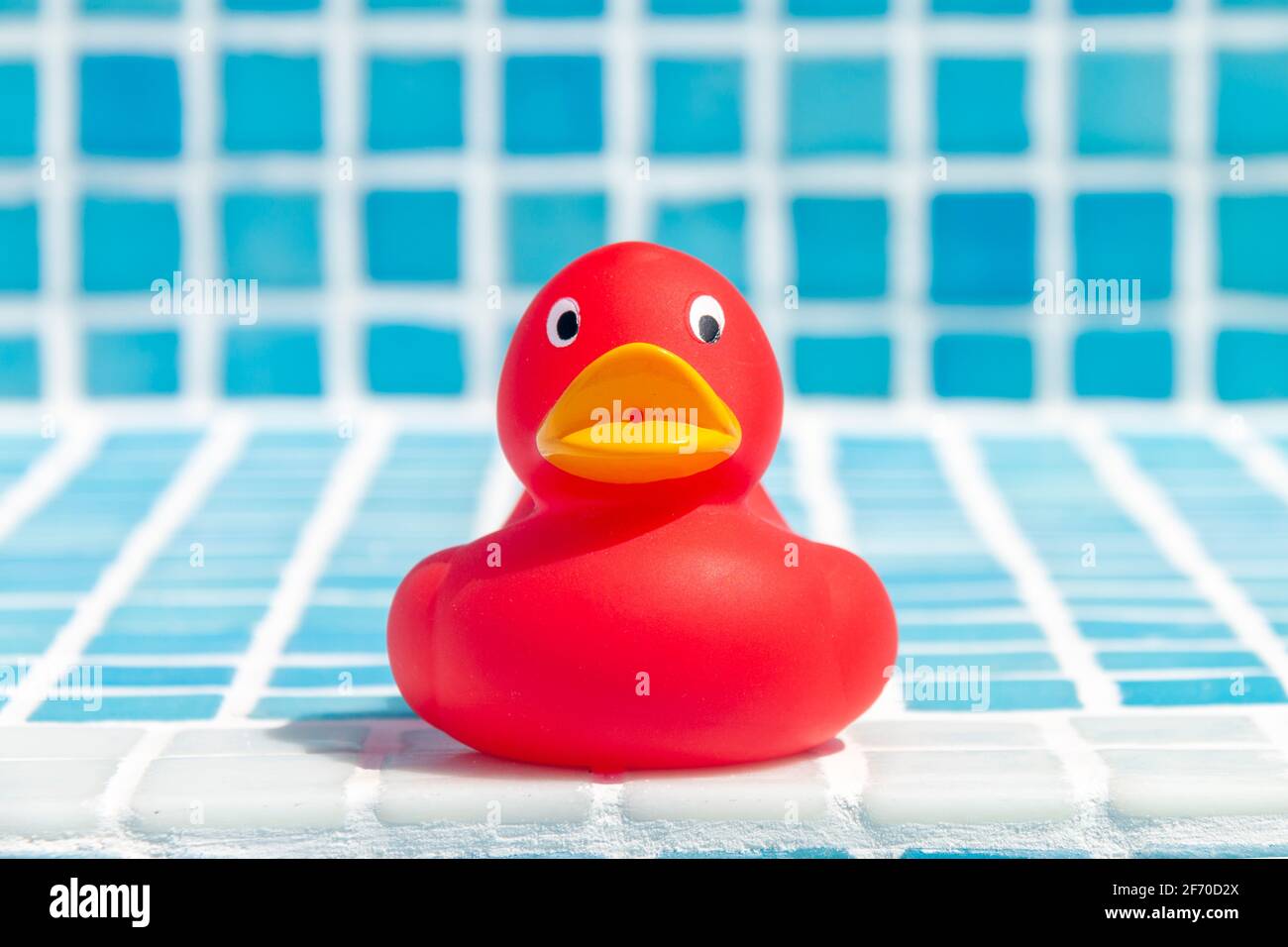 Rotes Kautschuk, das sich auf den blauen Fliesen eines Schwimmens entkelt Pool Stockfoto