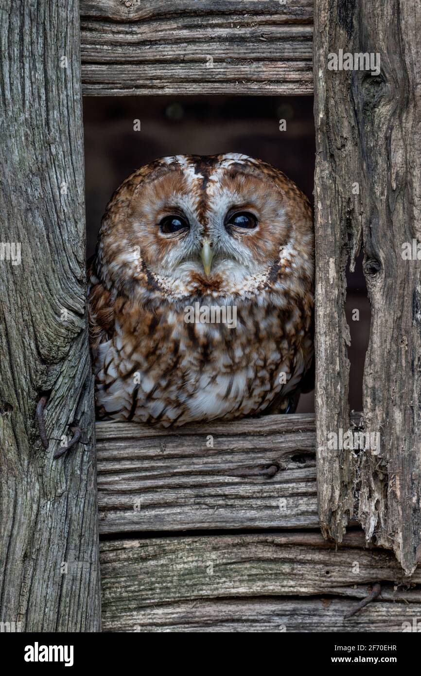 Tawny Owl (Strix aluco), europäische nächtliche braune Nachtschwärze, berühmt für ihre Twit-Twoo-Berufung. Wilde Europäische Eule. Stockfoto