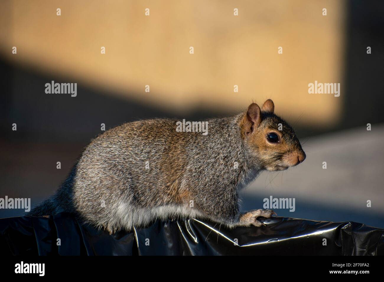 Kleines Eichhörnchen, das uns auf der Suche nach Nahrung anlief Stockfoto