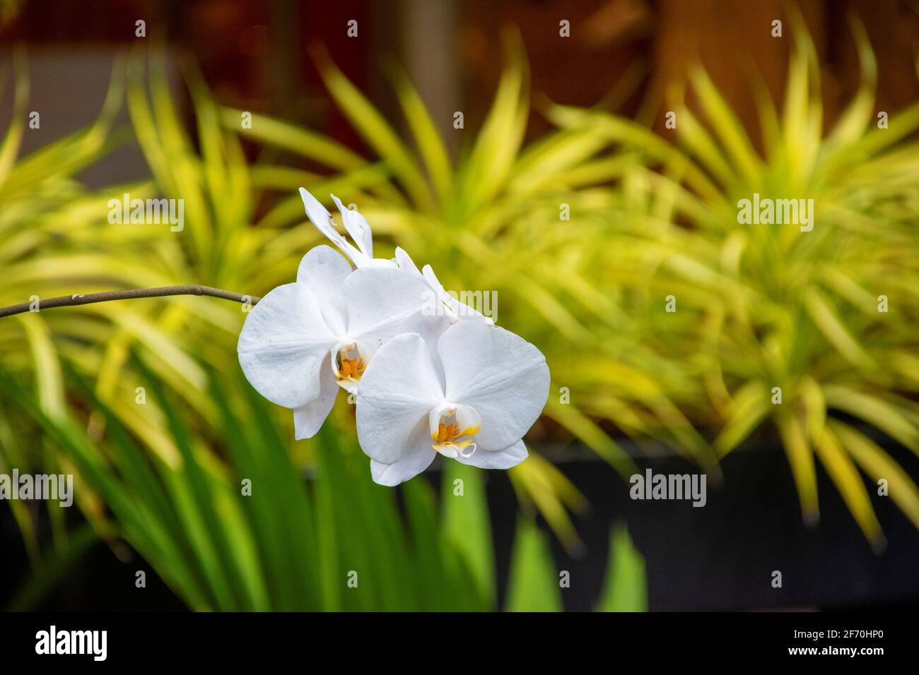 Weiße und gelbe Orchideen hängen im Garten mit Grün Hintergrund anderer Pflanzen Stockfoto
