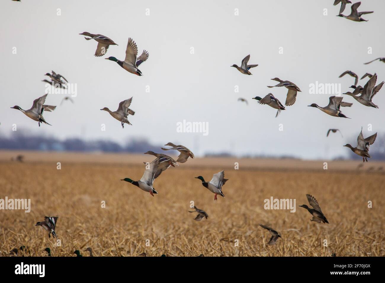 An einem bewölkten Tag erhebt sich in den Prärien im Norden von South Dakota eine gemischte Herde von Enten aus einem Gewässer. Stockenten, Pintails, Wangen und Schaufelmaschine Stockfoto