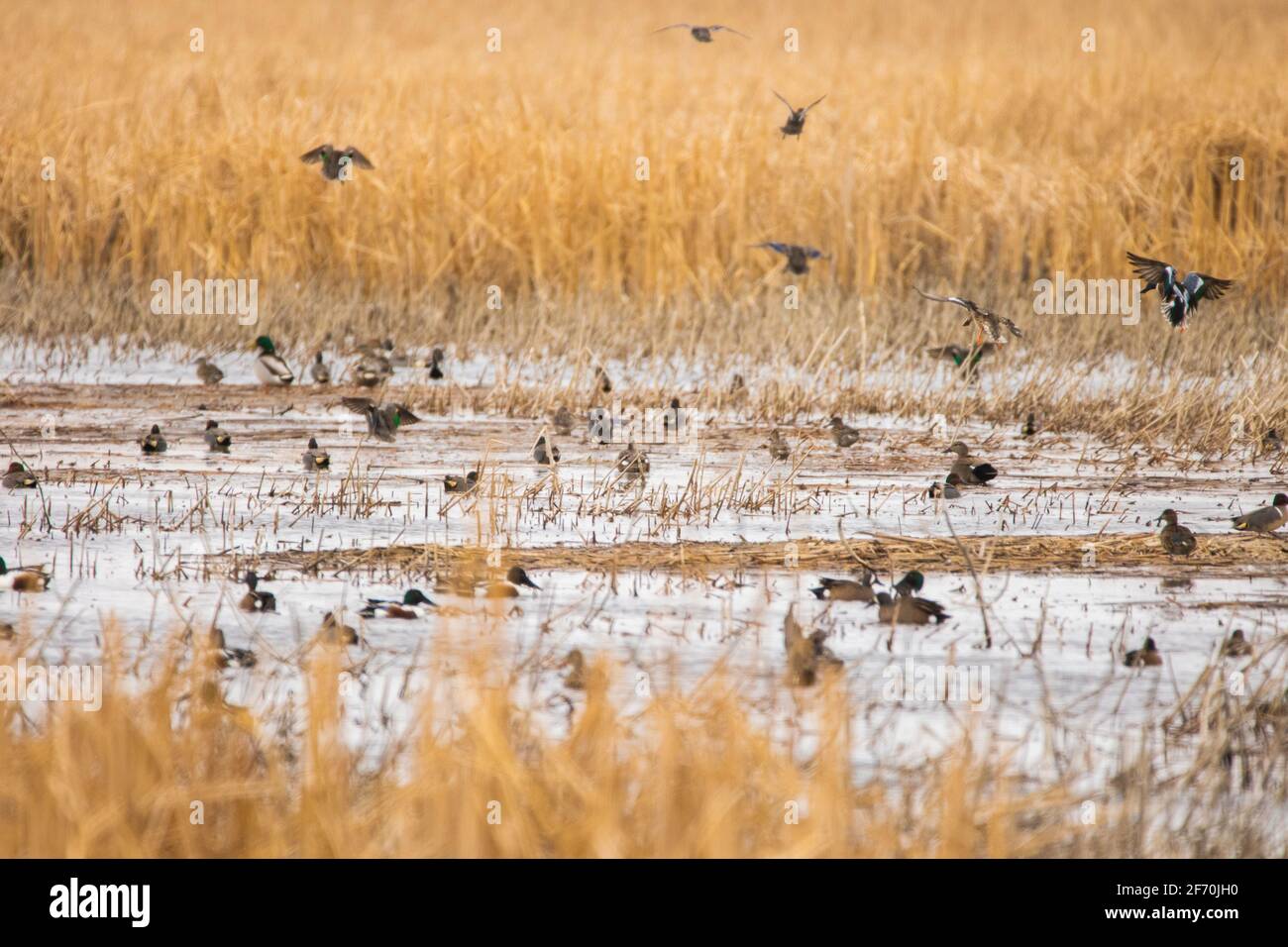 In den Prärien von South Dakota landet eine gemischte Herde von Enten und Lafs in einem Schlagloch. Stockenten, Schaufelmaschinen, Teal, Kerker und Schadwände sind vorhanden. Stockfoto