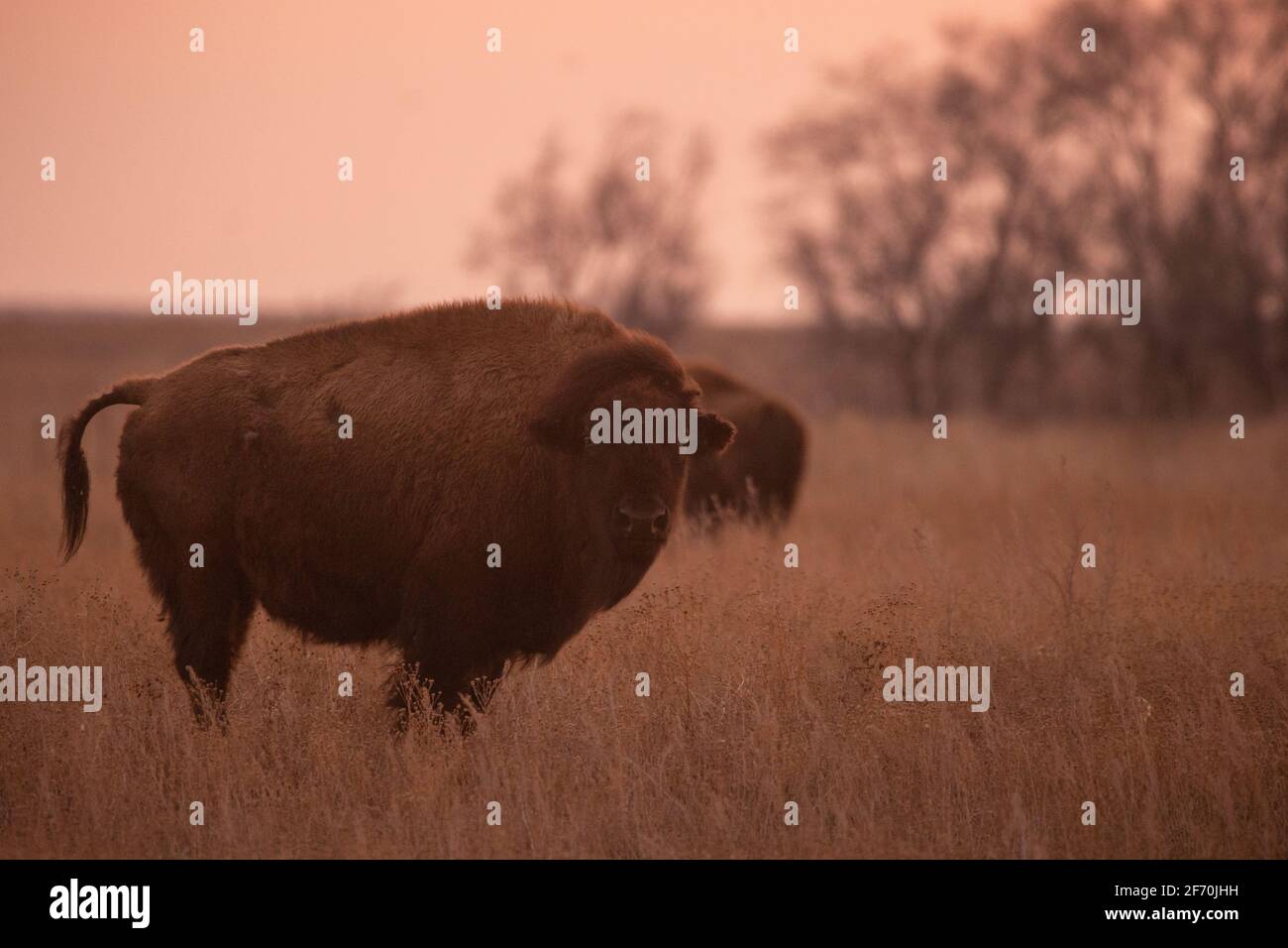 Ein weiblicher (Kuh-)Bison, der auf einem Feld aus Präriegras steht, kurz bevor die Sonne an einem Nachmittag in South Dakota untergeht. Wald und ein weiterer Wisent im Hintergrund Stockfoto