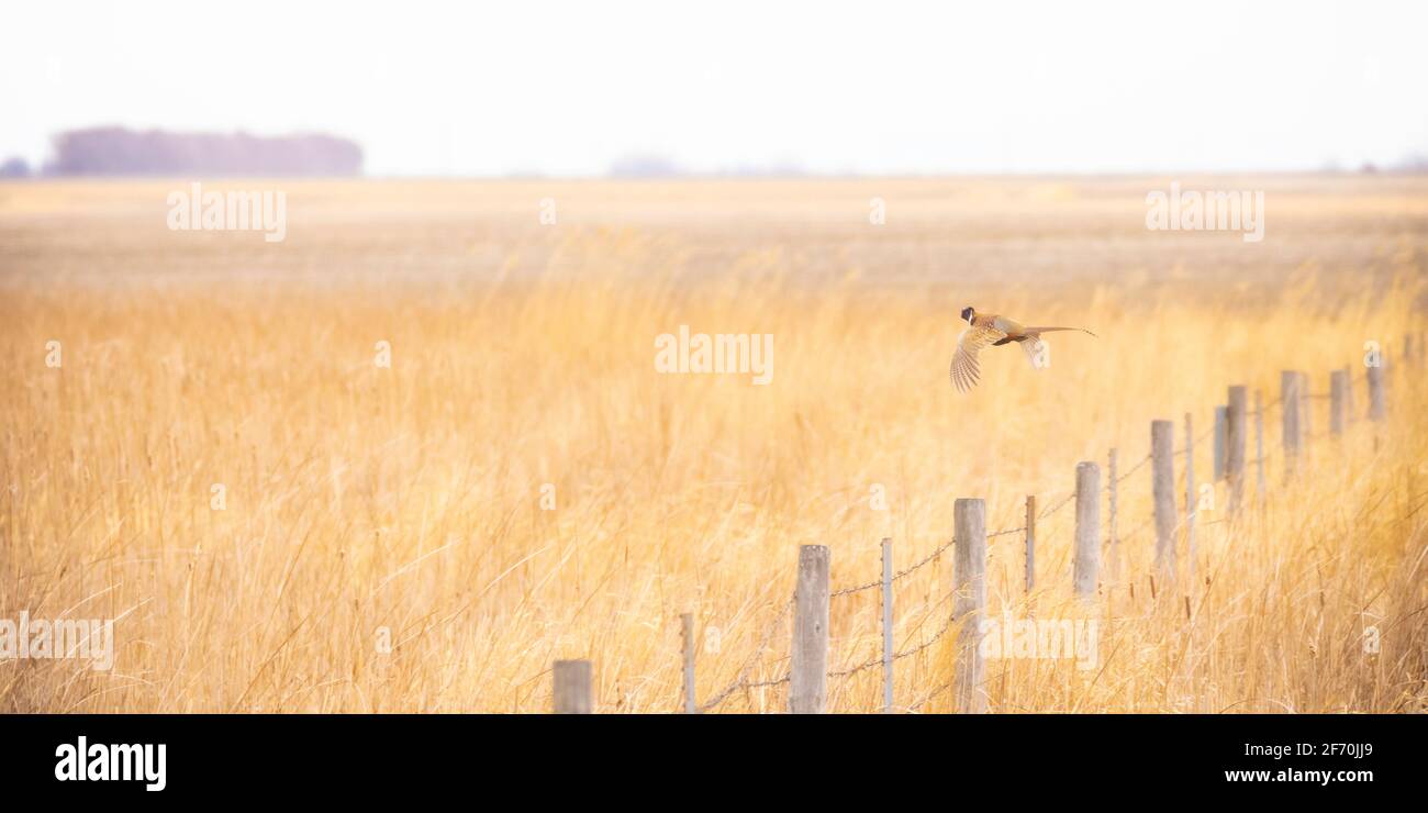 Ein männlicher Ringhalsfasane fliegt an einem bewölkten Nachmittag über einen Stacheldrahtzaun inmitten eines Feldes aus wildem Gras. Warme Töne. Vogel rechts. Stockfoto