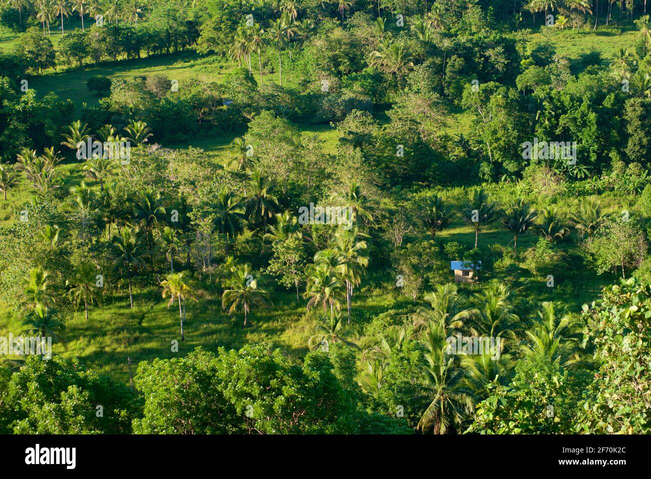 Üppige Vegetation in den „Chocolate Hills“, Carmen, Provinz Bohol, Philippinen, Südostasien. Isolierte Holzhütte. Stockfoto