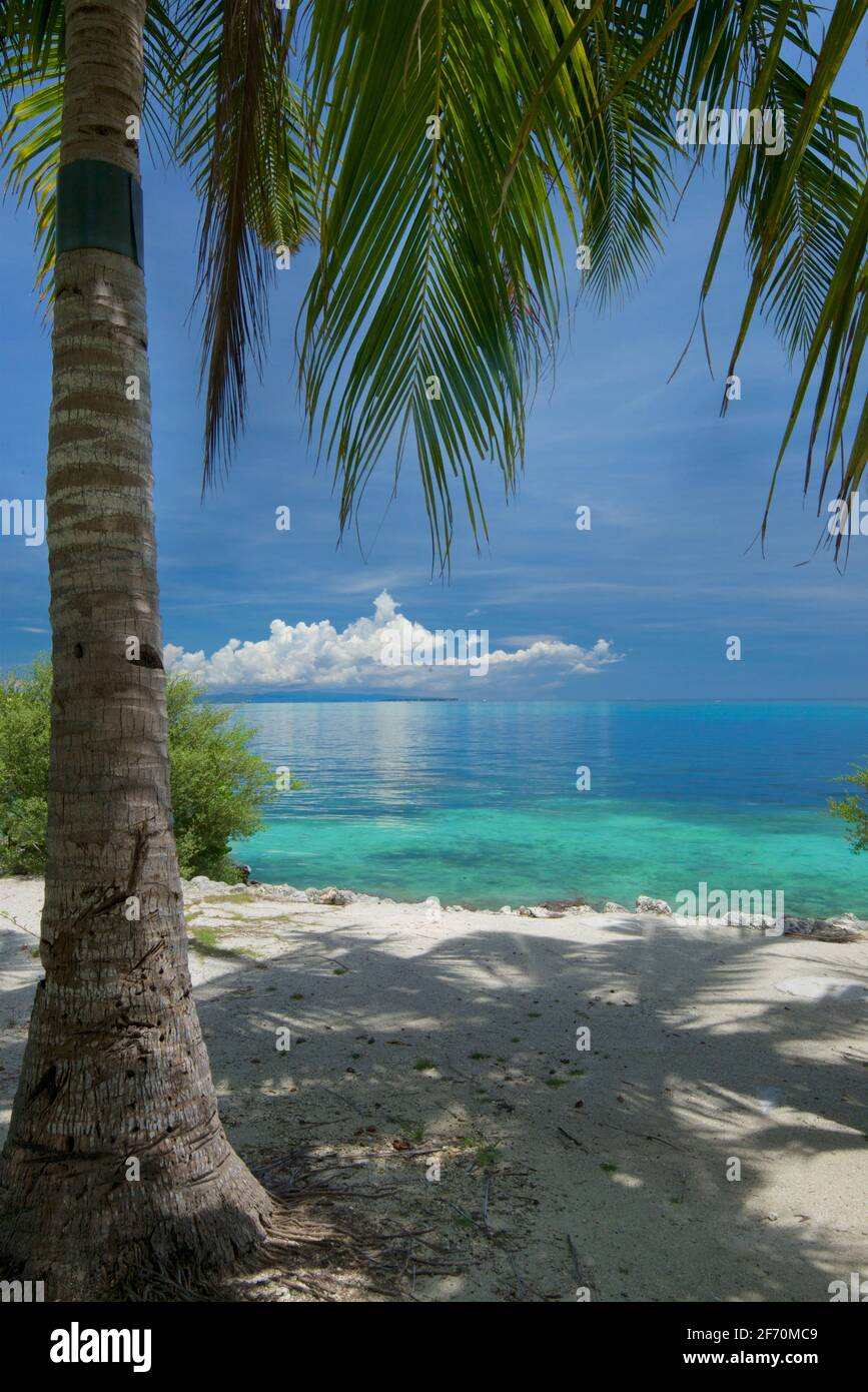 Tropischer Sandstrand in der Nähe des Doljo-Strandes, mit Palmen und türkisblauem Wasser, Paglao Island, an der Spitze der Insel in der Nähe des Dorfes Tumoy, Paglao, Bohol, Philippinen Stockfoto