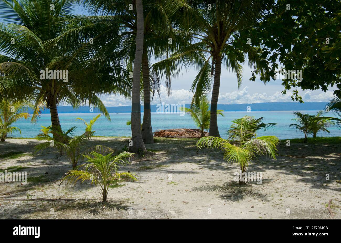 Tropischer Sandstrand in der Nähe des Doljo-Strandes, mit Palmen und türkisblauem Wasser, Paglao Island, an der Spitze der Insel in der Nähe des Dorfes Tumoy, Paglao, Bohol, Philippinen Stockfoto