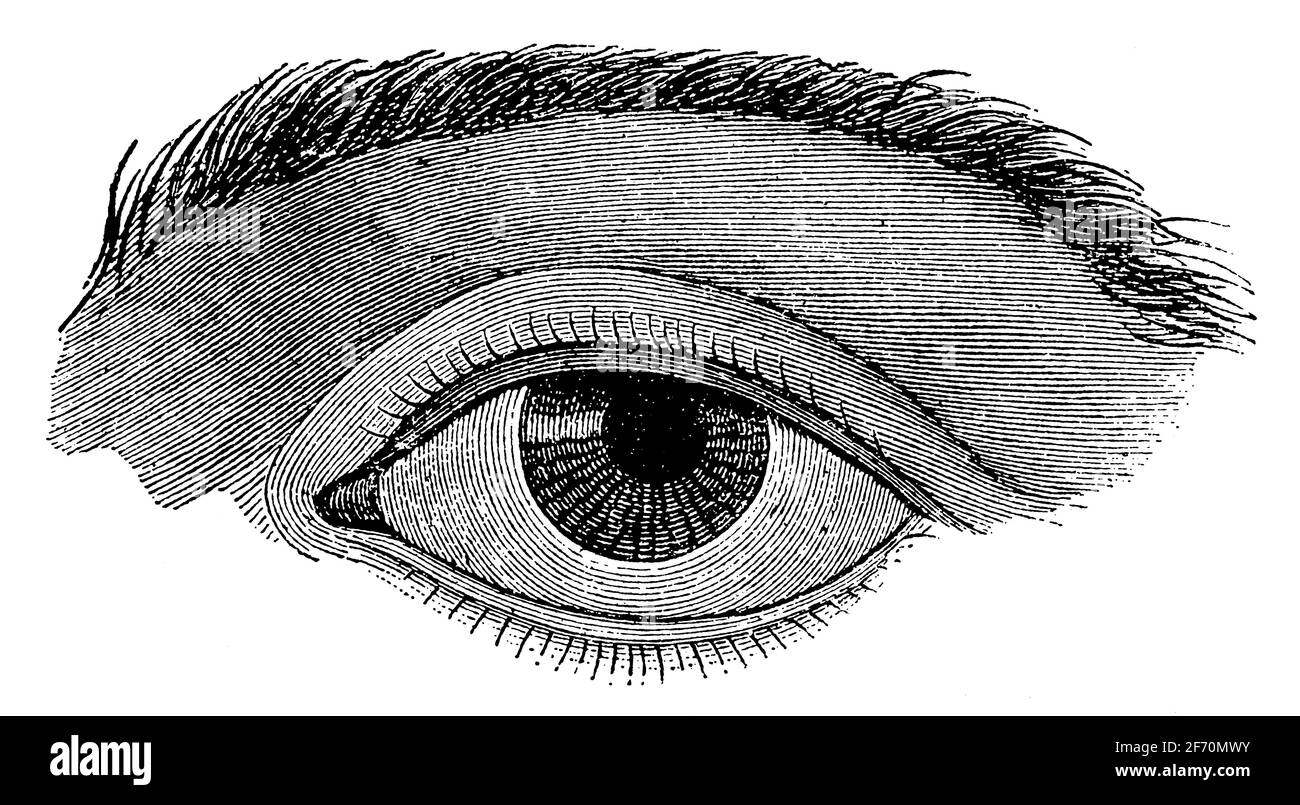 Augenlider mit normalerweise eingestellten Wimpern. Illustration des 19. Jahrhunderts. Deutschland. Weißer Hintergrund. Stockfoto