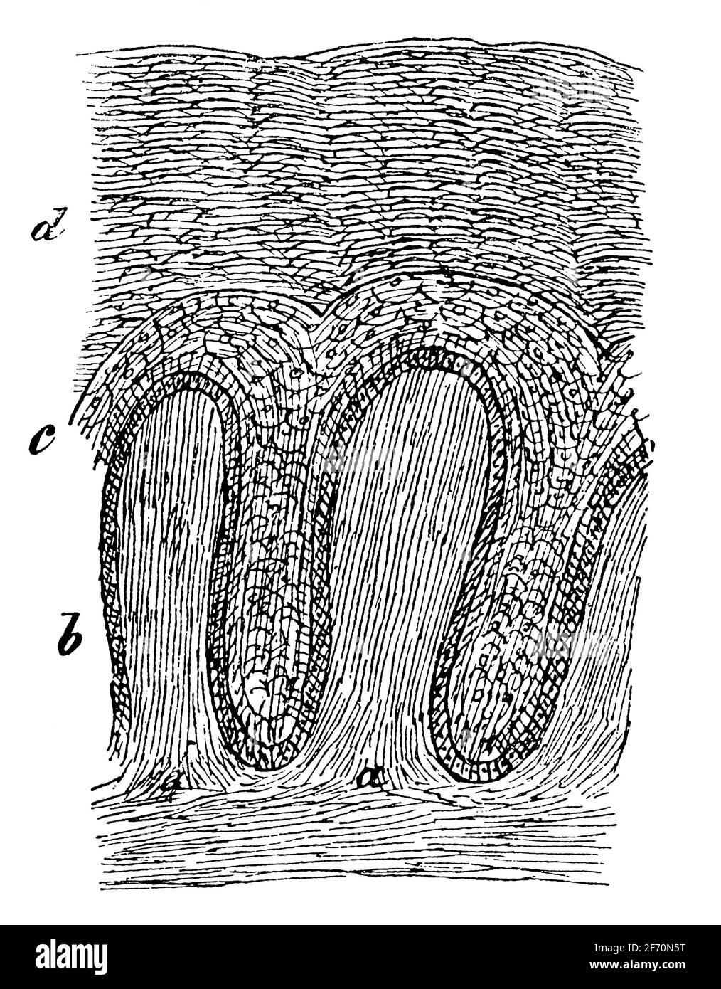 Querschnitt der Oberschenkel der Haut. Illustration des 19. Jahrhunderts. Deutschland. Weißer Hintergrund. Stockfoto
