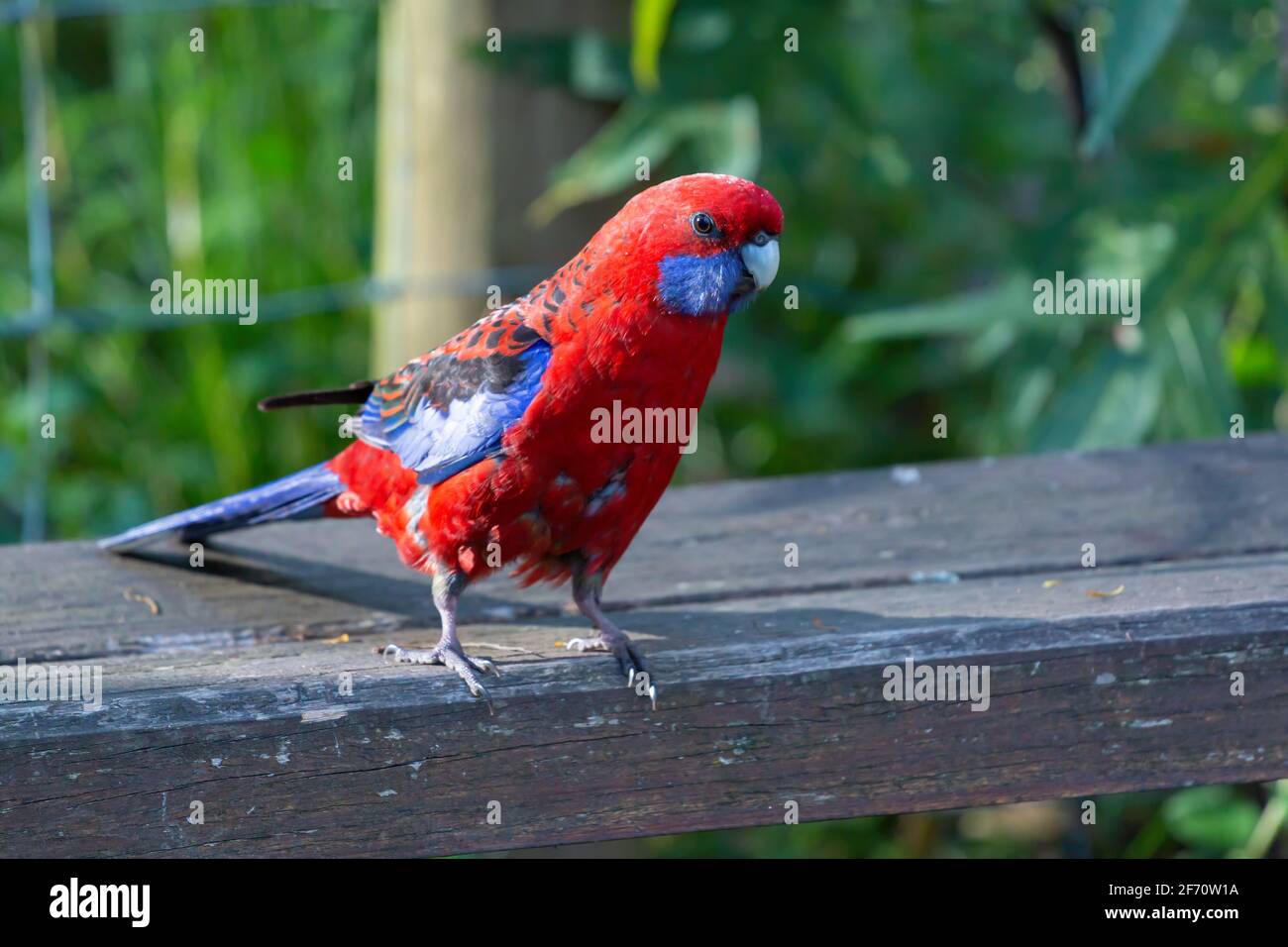 Pennantsittich Stockfoto