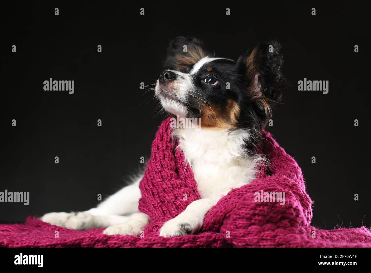 Portrait von niedlichen Welpen von papillon Hund in Schal gewickelt Vor schwarzem Hintergrund liegend Stockfoto