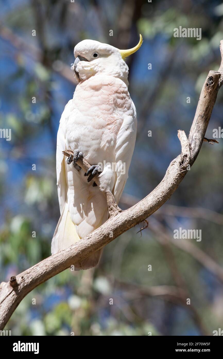 Ein schwefelhaltiger Kakadu ist in einem Baum geperlt Stockfoto