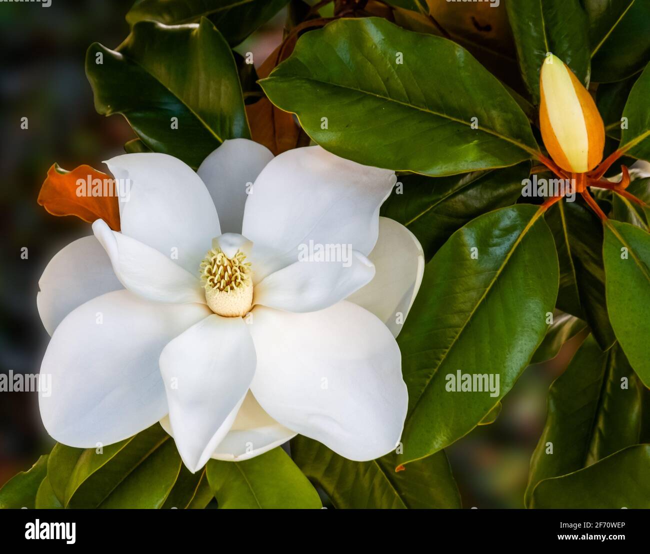 magnolia Blumen in einem Baum Nahaufnahme lebendige Farben und verschwommen Hintergrund Stockfoto