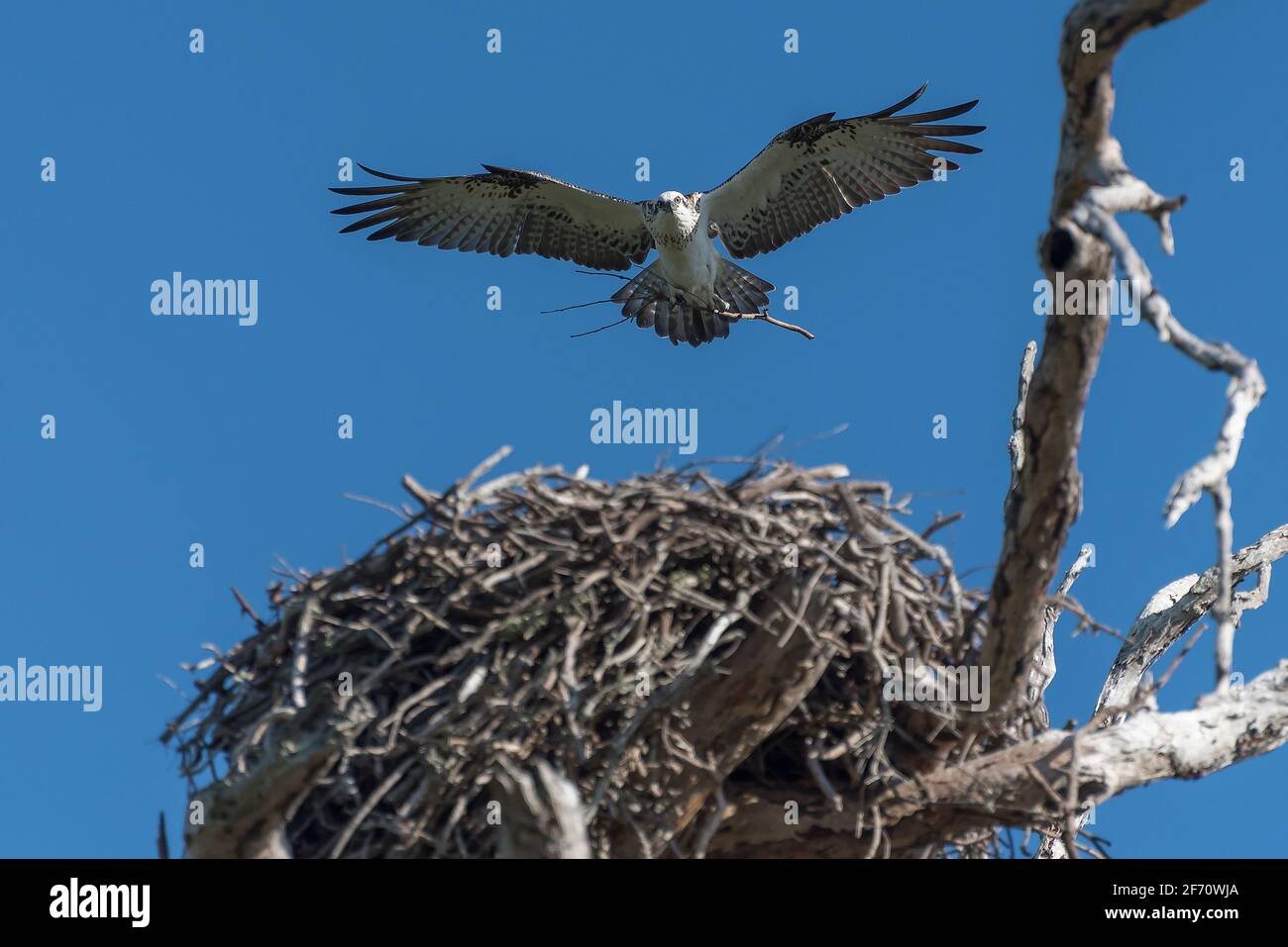 Ein Ostadler bringt mehr Baumaterial für sein Nest zurück. Stockfoto