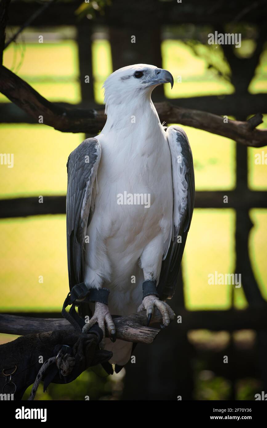 Falcon st Lone Pine Koala Park. Hochwertige Fotos Stockfoto