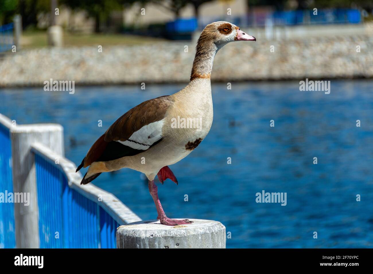 Ägyptische Gans (Alopochen aegyptiaca) steht auf einem Betonpfosten, mit einem Webbetsfuß unter seinem Körper und blauem Seewasser im Hintergrund. Stockfoto