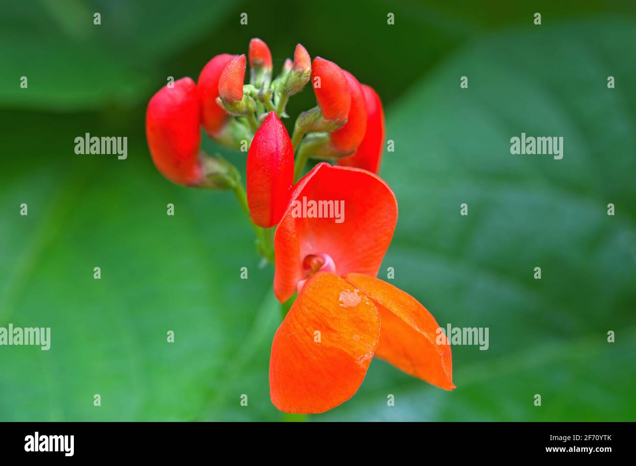 Öffnung der Scarlet Runner Bean Knospen (Phaseolus coccineus) Stockfoto