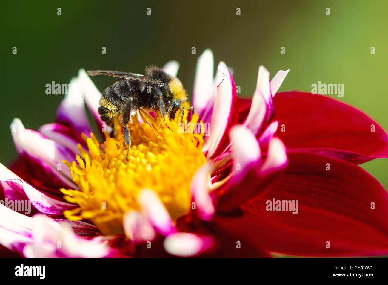 Eine Bumblebee Bombus), die Pollen einer rot-weißen Dahlienblume sammelt. Stockfoto
