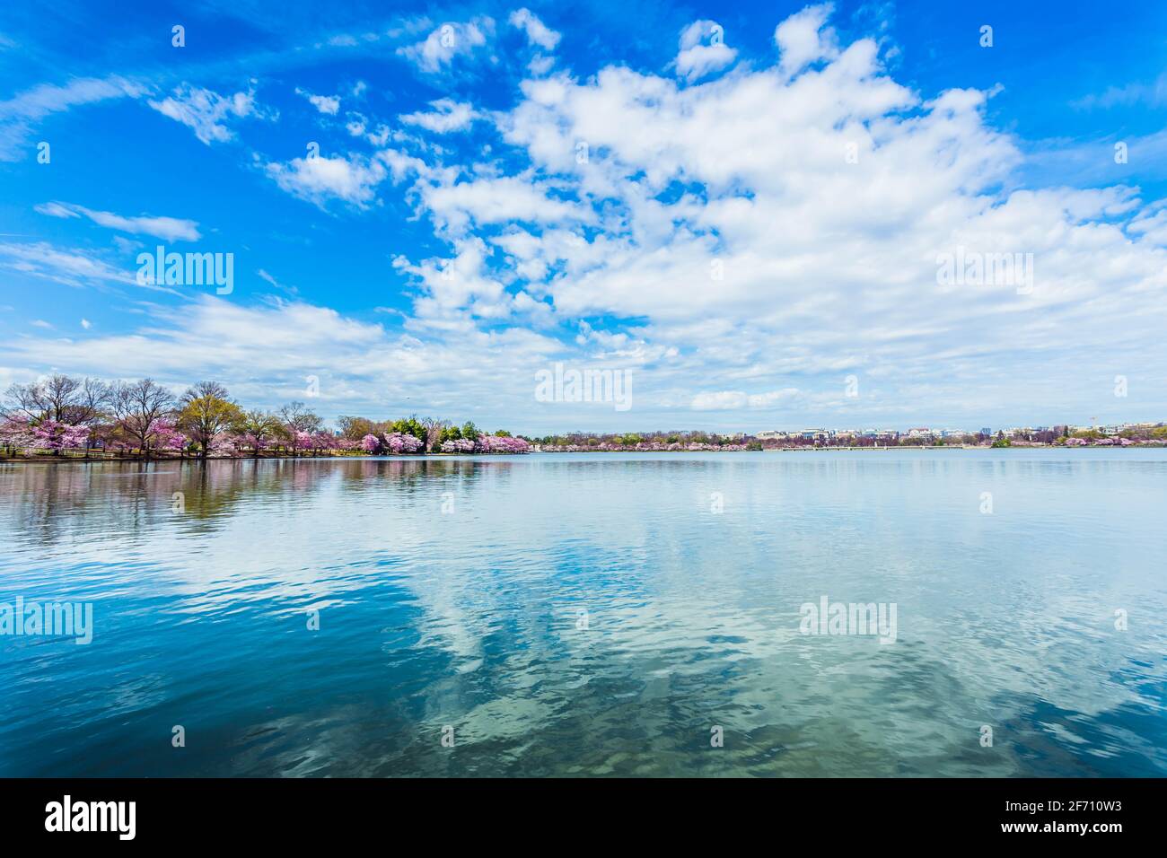 Während des jährlichen Cherry Blossom Festivals blühen im Tidal Basin von Washington, D.C. rosa Kirschblüten Stockfoto