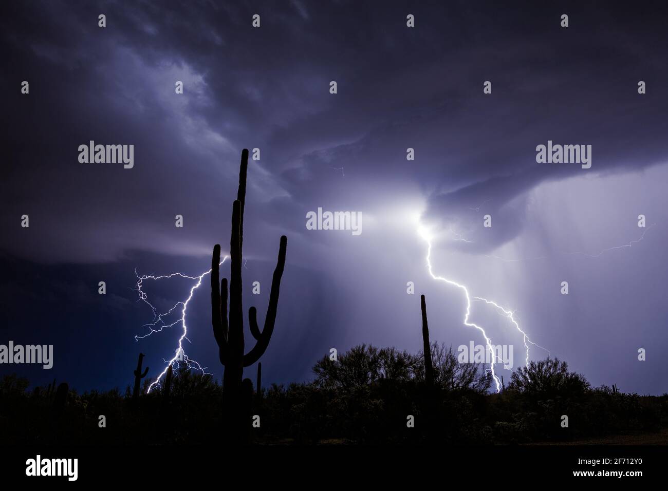 Saguaro Kaktus Silhouetten und Blitze in einem Monsun Gewitter in der Nähe von Tucson, Arizona Stockfoto